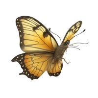 Ni's profile picture